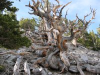 Pinus longaeva