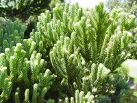 Araucaria muelleri