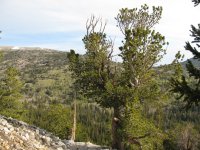 Pinus flexilis
