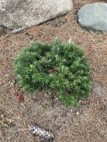 Abies koreana 'Cis'