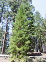 Sequoiadendron giganteum