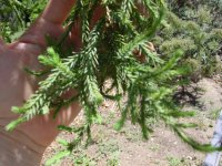 Juniperus bermudiana