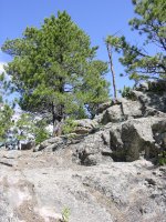 Pinus ponderosa