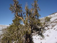 Pinus longaeva