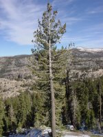 Pinus lambertiana