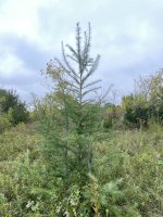 Larix kaempferi