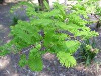 Metasequoia glyptostroboides