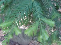 Sequoia sempervirens