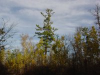 Pinus strobus