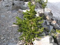 Pinus longaeva