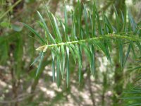 Torreya californica