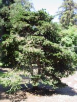 Abies nordmanniana subsp. equi-trojani
