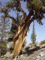 Pinus balfouriana