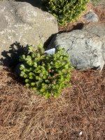 Abies koreana 'Golden Glow'