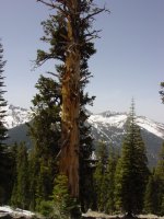 Pinus balfouriana