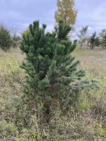 Pinus mugo
