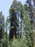 Sequoiadendron giganteum
