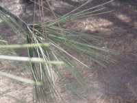 Pinus torreyana