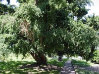 Podocarpus totara