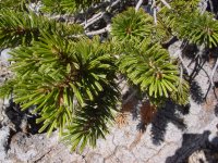 Pinus balfouriana