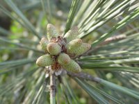 Pinus torreyana