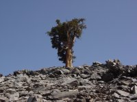 Pinus balfouriana