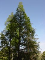 Metasequoia glyptostroboides