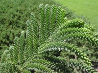 Araucaria montana