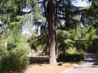 Cedrus deodara