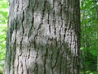 Tsuga canadensis