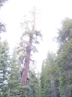 Abies magnifica
