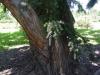 Podocarpus totara