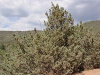 Juniperus arizonica