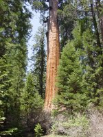 Sequoiadendron giganteum