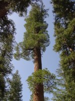 Pinus monticola