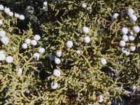 Juniperus osteosperma