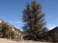 Pinus longaeva