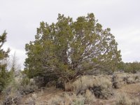 Juniperus osteosperma