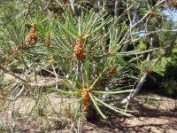 Pinus bungeana