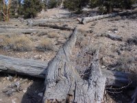 Pinus longaeva