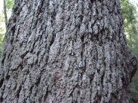 Pinus lambertiana
