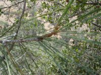 Pinus sabiniana