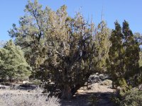 Juniperus osteosperma