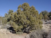 Juniperus osteosperma