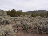 Juniperus osteosperma