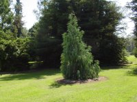Cupressus cashmeriana