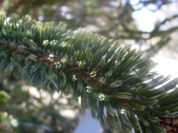 Pinus longaeva
