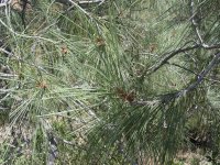Pinus sabiniana