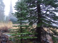 Abies concolor