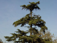 Cedrus deodara